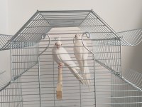 Albino sultan papağanı
