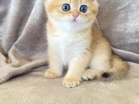 Bal küpü Golden British Shorthair 