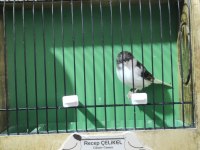 GLOSTER KANARYALAR