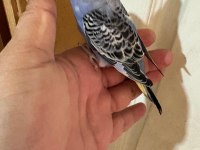 33 günlük KONUŞTURMALIK BEBEK MUHABBET KUŞLAR