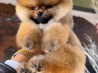 Pomeranian Boo Yavrular