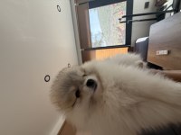 50 günlük pomeranian dişiler