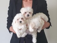 TEA CUP KORE KAN A KALİTE MALTESE YAVRULARIMIZ