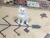 İran cinsi dişi yavru