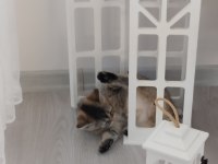 Sevimli oyuncu british shorthair yavrular