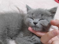 British shorthair bebeğimize yuva arıyoruz