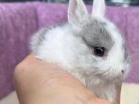 Cüce Netherland Dwarf Tavşan Yavrularımız