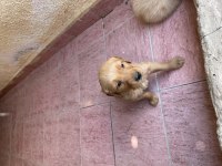 Yavru Golden Retriever