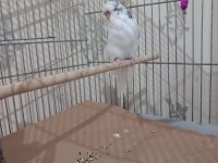 Show jumbo 1 yaşında erkek ele alışkan muhabbet kuşu