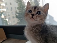 Yakışıklı mı yakışıklı british shorthair bebişlere yuva