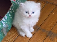 Scottish fold kedimizi sahiplendirme