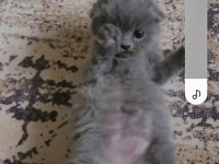 British shorthair ve scottish fold yavrular