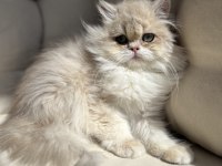 British Longhair Ay12 Kedimiz