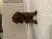 Muhteşem toy poodle