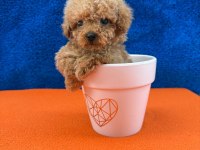 Show kalite kg boy garantili poodle
