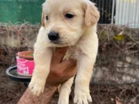 Baby face golden retriever