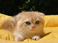 Hemen Teslim Scottish Fold Güzellikler