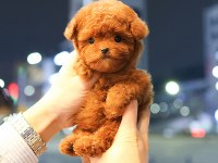 CANA YAKIN KORE TOY POODLE BEBEKLERIMIZ