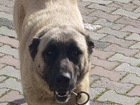 Kendi damızlık kangalımız