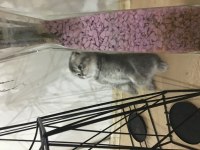 Sevimli yavrular yeni yuvalarını arıyorlar scottish fold