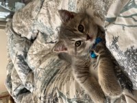 Erkek British Shorthair