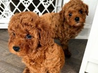 Irk Garantili Toy Poodle Bebekeler
