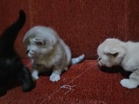 Scottish fold garibanlar yuva bekliyor