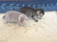 Scottish fold ve straight