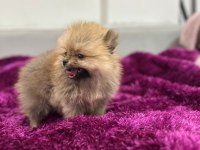 IRK GARANTILI TEA CUP POMERANİAN