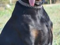 2.5 aylık dişi safkan doberman yavrusu