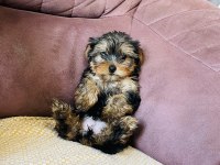 Çok şeker yorkshire terrier