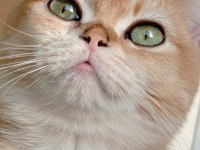British shorthair golden ny12 dişi 12 aylık