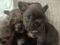 A Kalite French Bulldog Bebekler