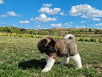 Yüksek Kalite Amerikan Akita Yavrular Sun Kennels