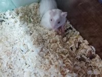 HAMSTERLAR GELDİ