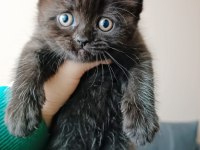 British Shorthair Dark Chocolate Yavru