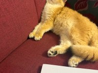 10 aylık full şecereli ny12 british shorthair