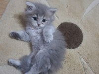 SİLVER BRİTİSH LONGHAİR YAVRULAR