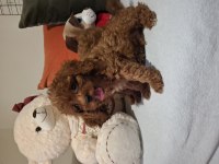 Evinizin Neşesi kalbinizin sadık dostu poodle