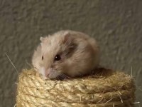 8 aylık bebek hamster erkek
