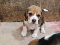 Beagle Yavrularımız ırk garantilidir