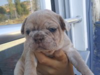 Fransız bulldog sahiplendirilecektir