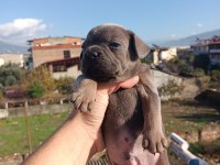 French bulldog yavruları