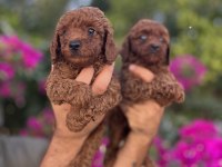 Red Brown Toy Poodle Yavrularımız