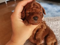 Toy poodle yavruları