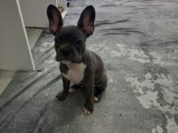 Kızımız HERA YI SAHİPLENDİRİYORUZ french bulldog