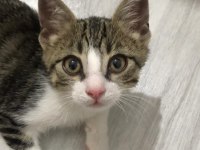 ACİL TEKİR KEDİSİ SAHİPLENDİRME