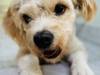 EĞİTİMLİ MALTİPOO