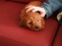 Yavru Dişi Toy Poodle