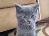British shorthair